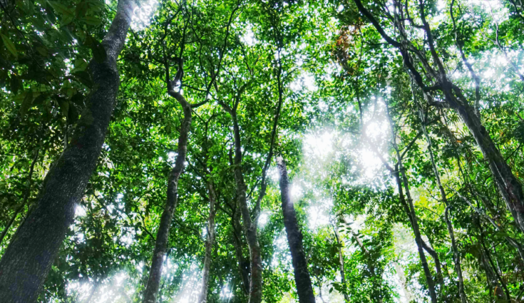 So you’re a B Corp? Why your internal comms strategy is more important than the external announcement.